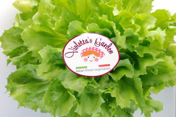 Image of a Endive in a Box